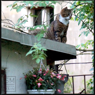 05/2016 - Katze auf dem Laubendach - cat on the roof of the arbor
