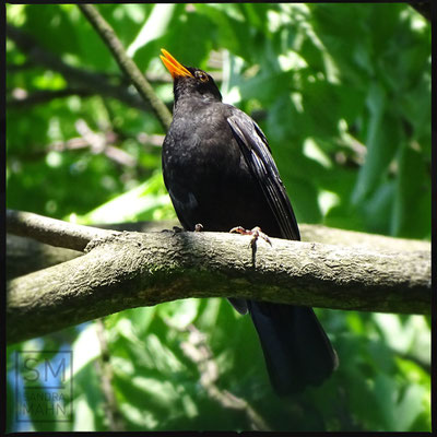 06/2016 - Amsel - blackbird