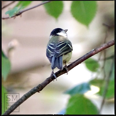 06/2016 - Kohlmeise - great tit