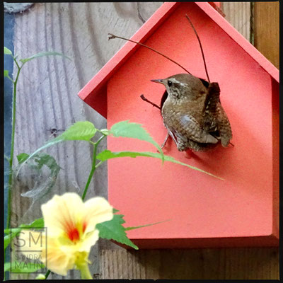 07/2016 - Männchen lockt Weibchen an - male attracting females