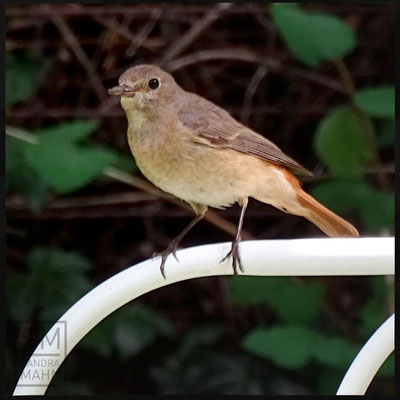 07/2016 - Gartenrotschwanz Weibchen - common redstart female