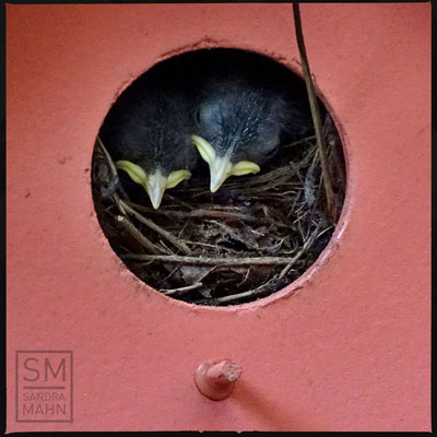 08/2016 - 1. August: die Jungen haben bereits Federn und öffnen die Augen - August 1st: chicks have feathers and open the eyes