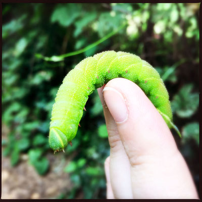 07/2016 - Raupe vom Abendpfauenauge - caterpillar of eyed hawk-moth