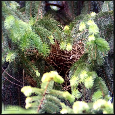 05/2016 - Eichhörnchen Kobel - squirrel drey