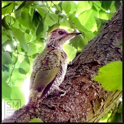 07/2016 - junger Grünspecht - young european green woodpecker