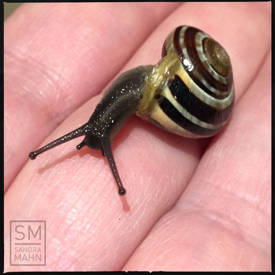 04/2016 - Bänderschnecke - snail