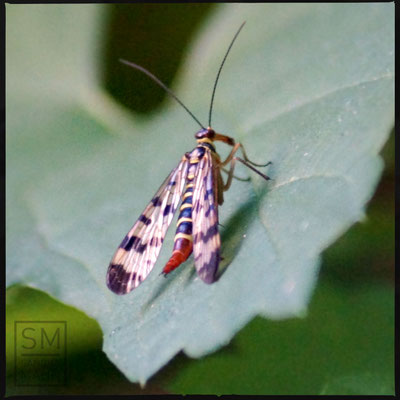 08/2015 - Skorpionsfliege - scorpionfly
