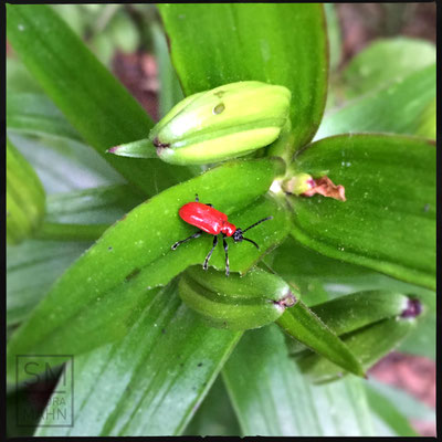 05/2016 - Lilienhähnchen - scarlet lily beetle