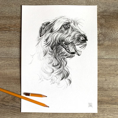 handmade pencil fineliner pen painting drawing sketch portrait irish wolfhound hound dog | Bleistiftzeichnung Bleistift Tinte Zeichnung Skizze Irischer Wolfshund Hund no print | Sandra Mahn