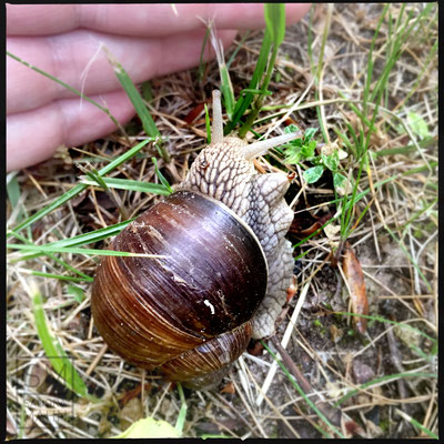 05/2016 - Weinbergschnecke - grapevine snail