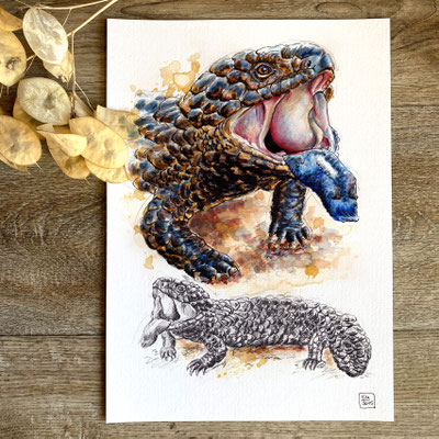 handmade watercolor watercolour painting drawing sketch portrait Tiliqua rugosa shingleback sleepy skink stumptail skink bobtail lizard | Aquarell Zeichnung Gemälde Skizze Tannenzapfenechse Tannenzapfenskink Stutzechse no print | Sandra Mahn