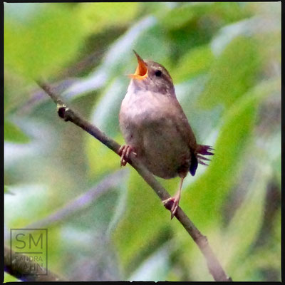 05/2016 - Zaunkönig - wren