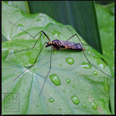 07/2016 - Schnake - crane fly