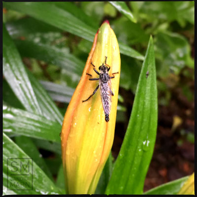 05/2016 - Raubfliege - robber fly