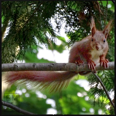 06/2016 - Auf dem Weg zum Futterkasten - on the way to the feeder