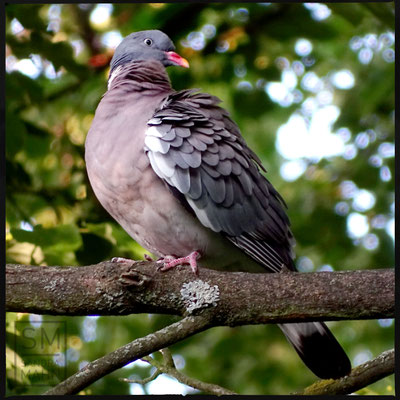 07/2016 - Ringeltaube - common wood pigeon