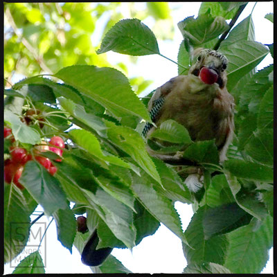 07/2016 - Eichelhäher im Kirschbaum - jay in the cherry tree