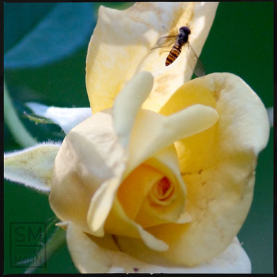08/2015 - Schwebfliege - hoverfly