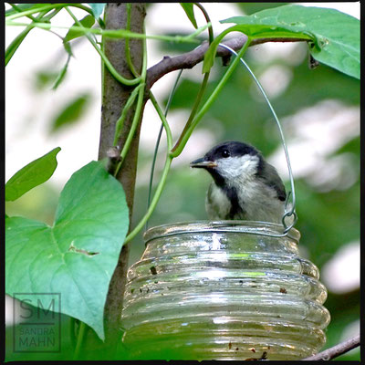07/2016 - Wasser trinkende Kohlmeise - water drinking great tit
