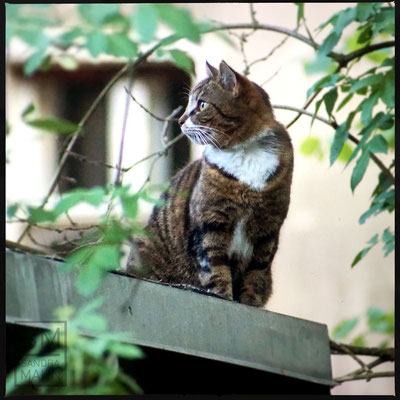 05/2016 - Katze auf dem Laubendach - cat on the roof of the arbor