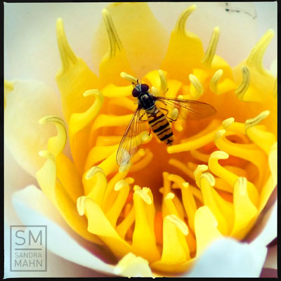08/2015 - Schwebfliege - hoverfly