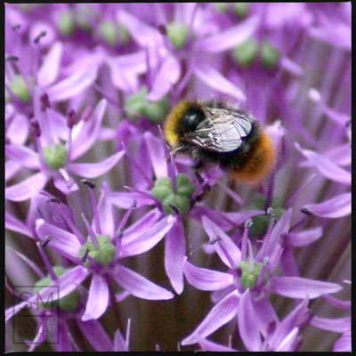 05/2016 - Hummel - bumblebee