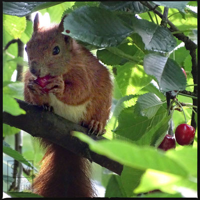 07/2016 - Im Kirschbaum - in cherry tree