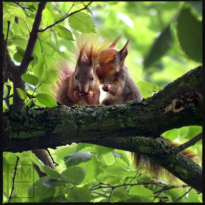 05/2016 - Treffen auf der großen Buche - meeting on the big beech