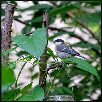 07/2016 - Kohlmeise - great tit