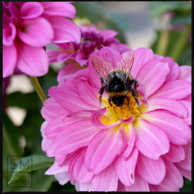 08/2015 - Hummel - bumblebee