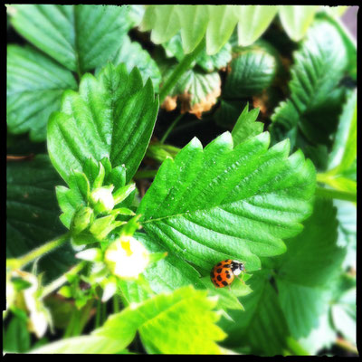 05/2015 - Asiatischer Marienkäfer - asian ladybug