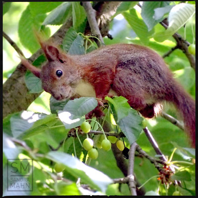 06/2016 - Im Kirschbaum - in cherry tree