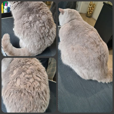 Kat trimmen voor - na voorbeeld 2