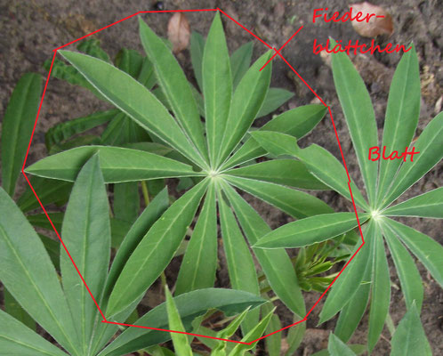 Die Aufteilung des Blattes einer Lupine (Lupinus spp.)