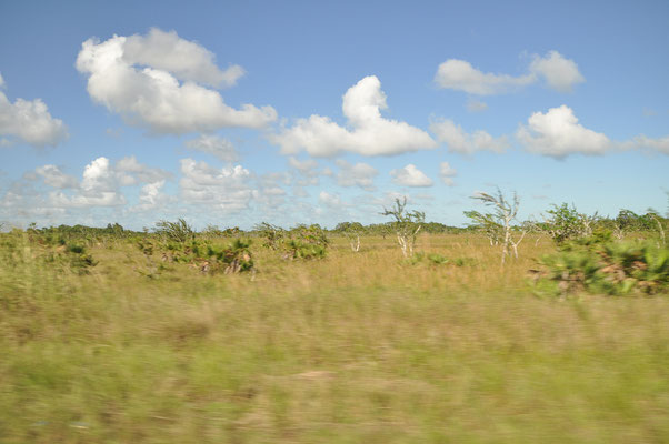 The Savanna - endless teritory of gras, bushes, small trees - home of incredible wild life like jaguars, pumas and many more