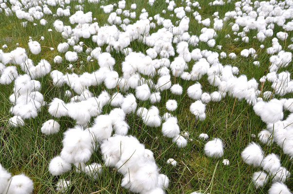 Cotton gras