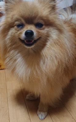 ふわ君です