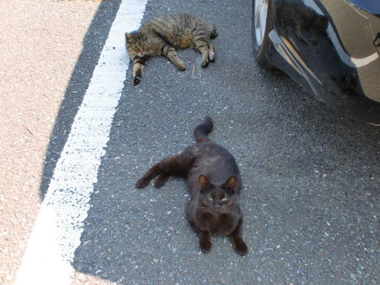 駐車場の猫　2匹の写真