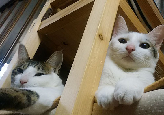 フク＆サンご挨拶