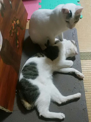 サンゴ！起こさないで！