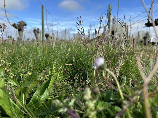 Le printemps est là