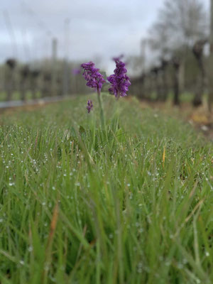 Orchidée sauvage dans les vignes