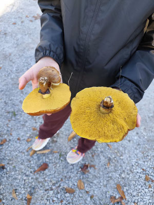 Pilzsaison