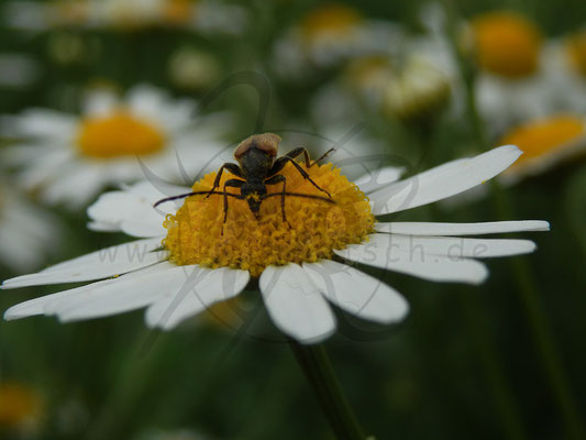 Gänseblümchen-Käfer