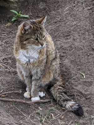 Schmusekatze