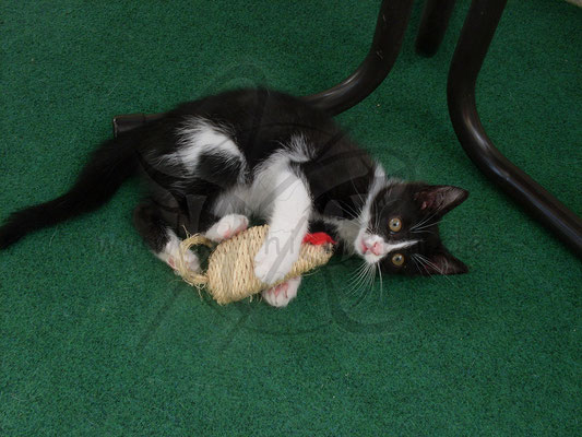Katz´und Maus