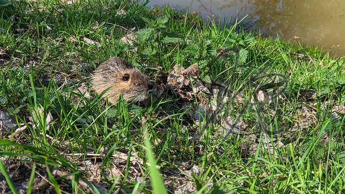 Nutria Junges