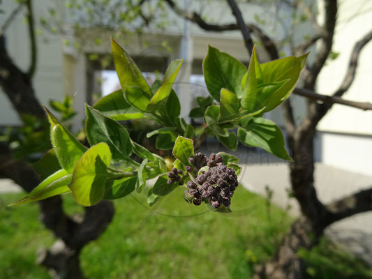 Beeren