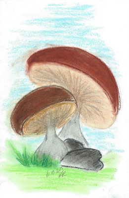 Waldpilze