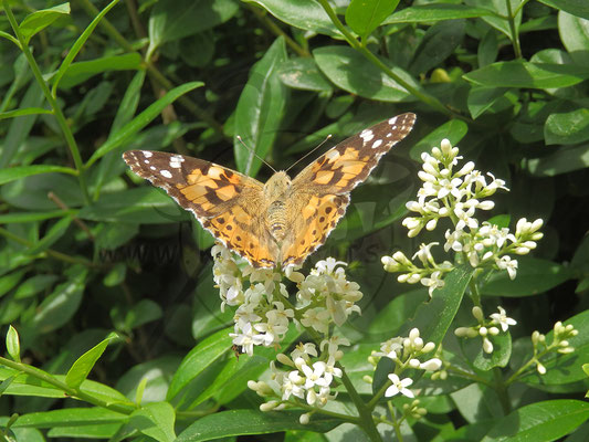 Abhebender Schmetterling